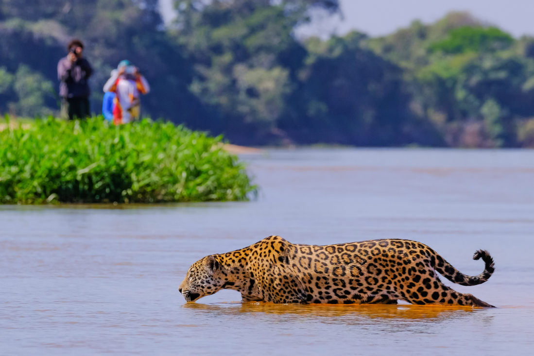 The Ethical Dilemma: When Do You Walk Away from a Once-in-a-Lifetime Sighting?