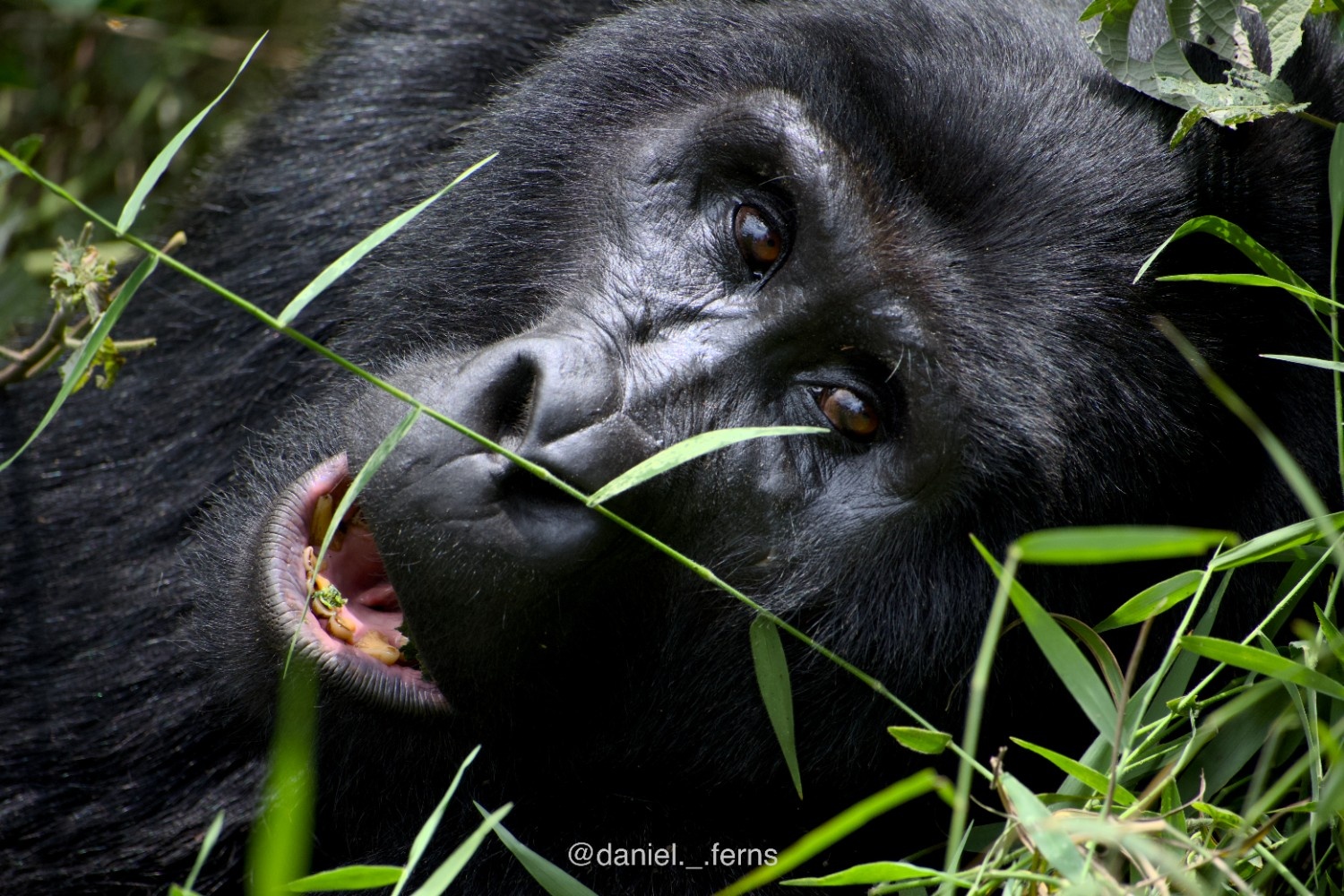Face to Face in the Forests of Uganda
