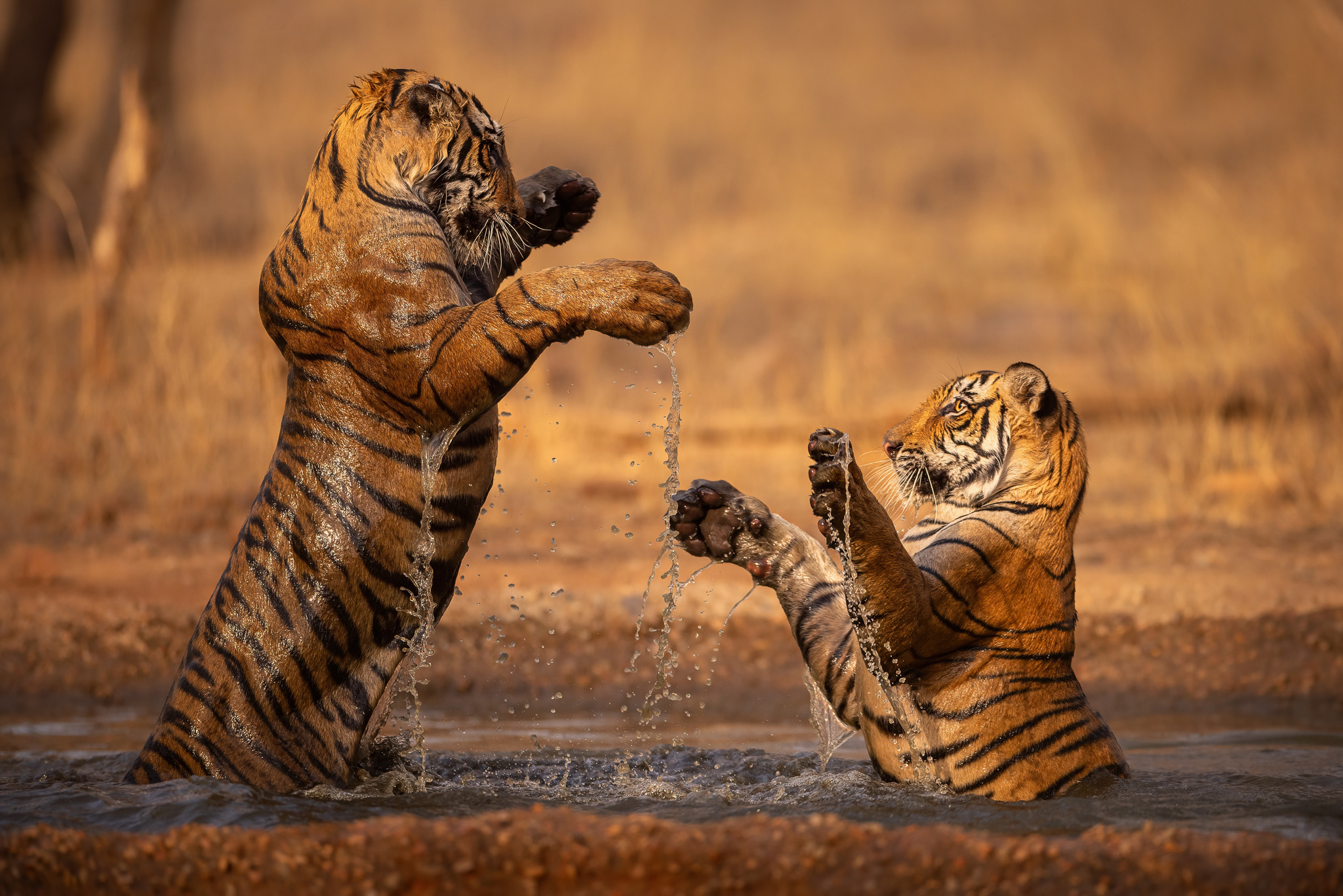 Why Tigers Love Water